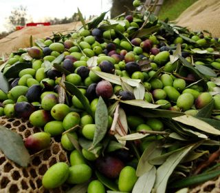 Accordo di collaborazione "Destinazione Basilicata srl" e "Oprol cooperativa agricola"